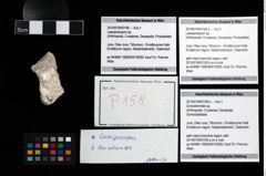 Foto (Objekt + Etikett) von Goniodromites sp.  (NHMW-GEO-2014-0194-0158b)